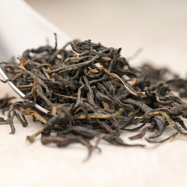Ancient Tree Black Tea