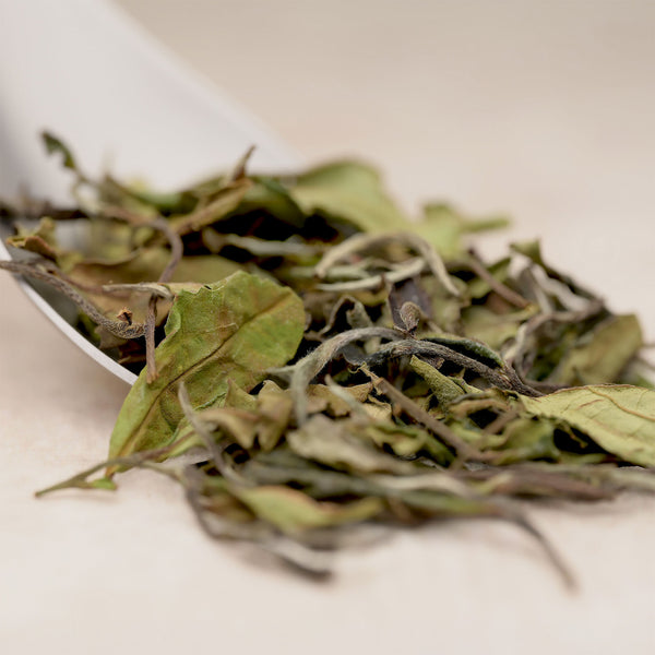 White Peony Tea