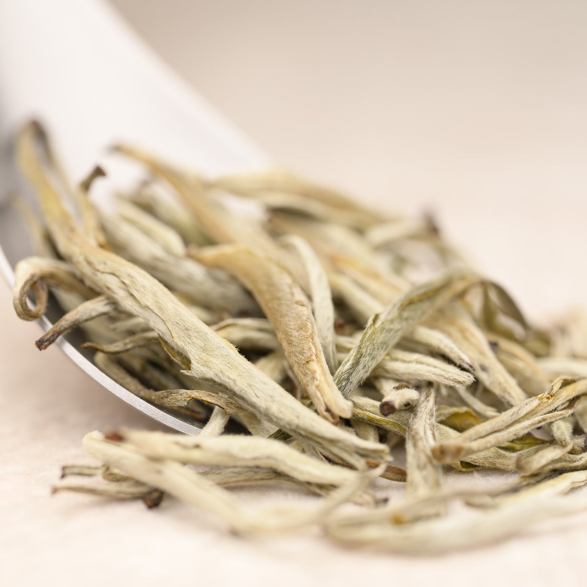 Jasmine Silver Needle — loose-leaf detail