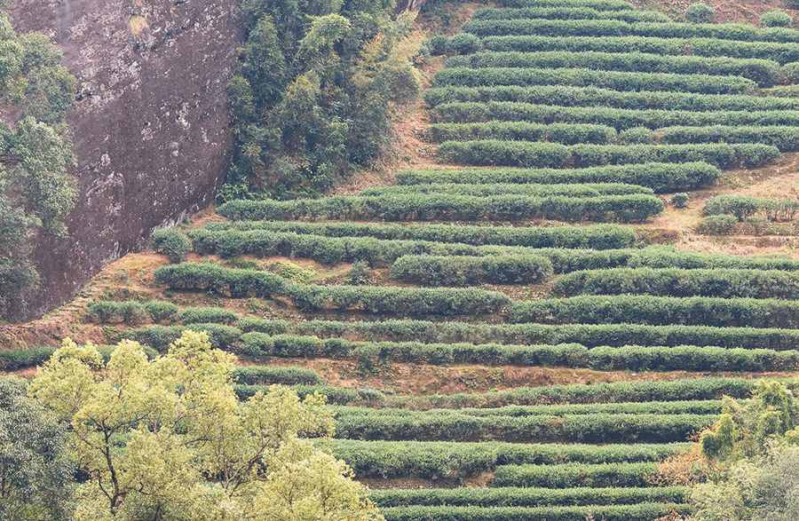 Terraced tea gardens