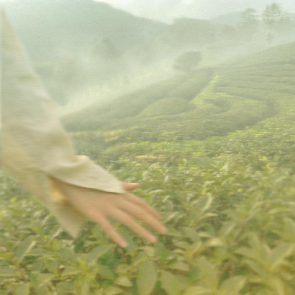 Tea photograph for the rituals guide
